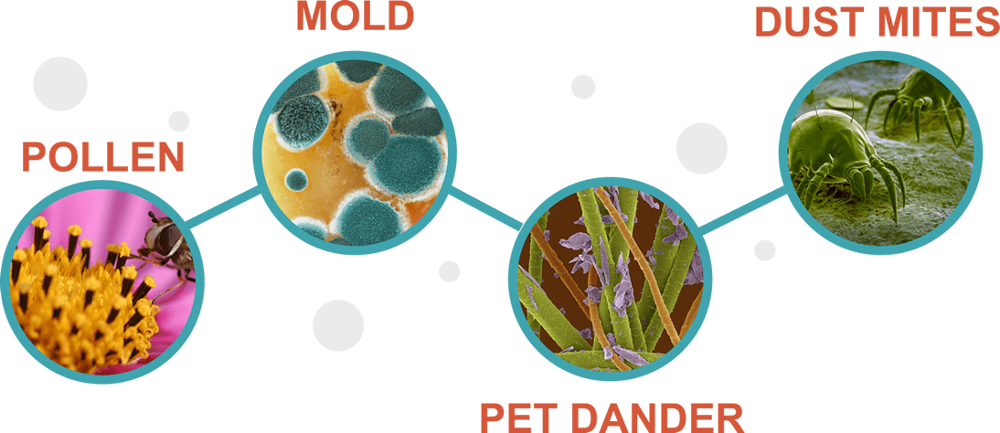 Pollen, Mold, Pet Dander, & Dust Mites